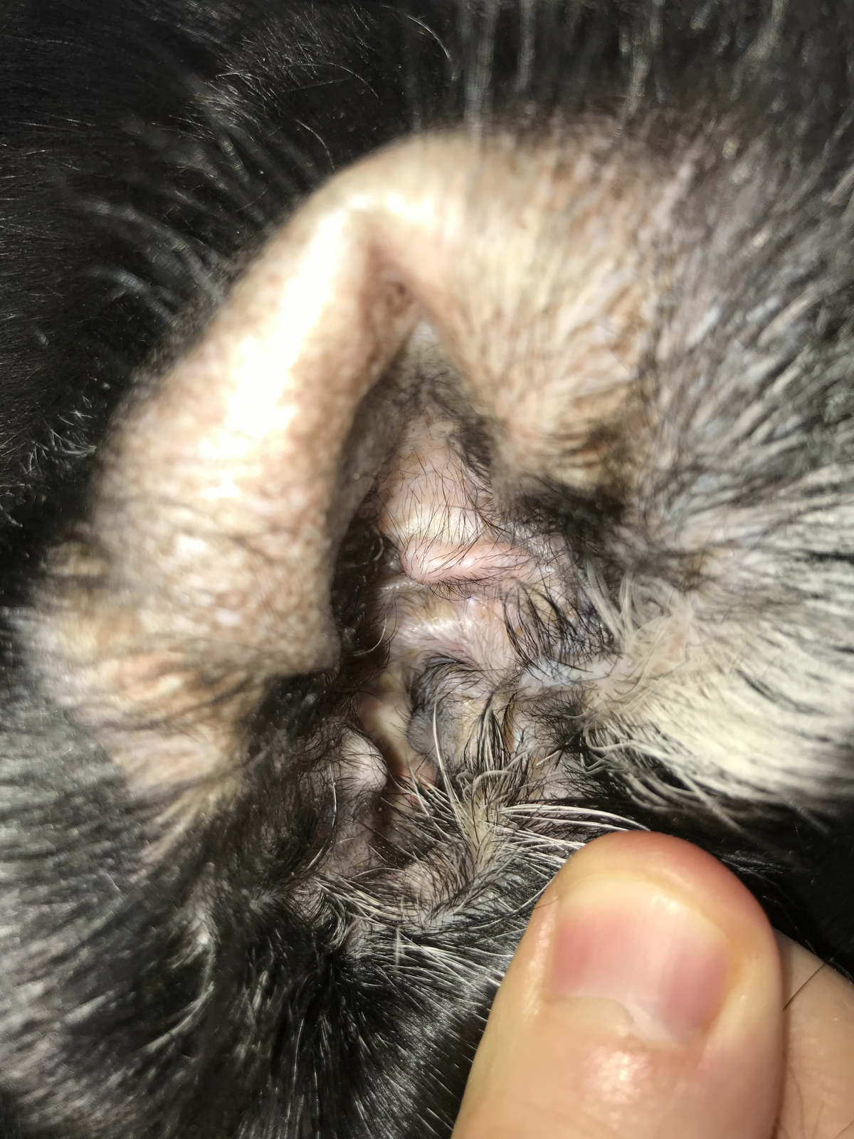 Hygiène de l'oreille du chat - Sonotix