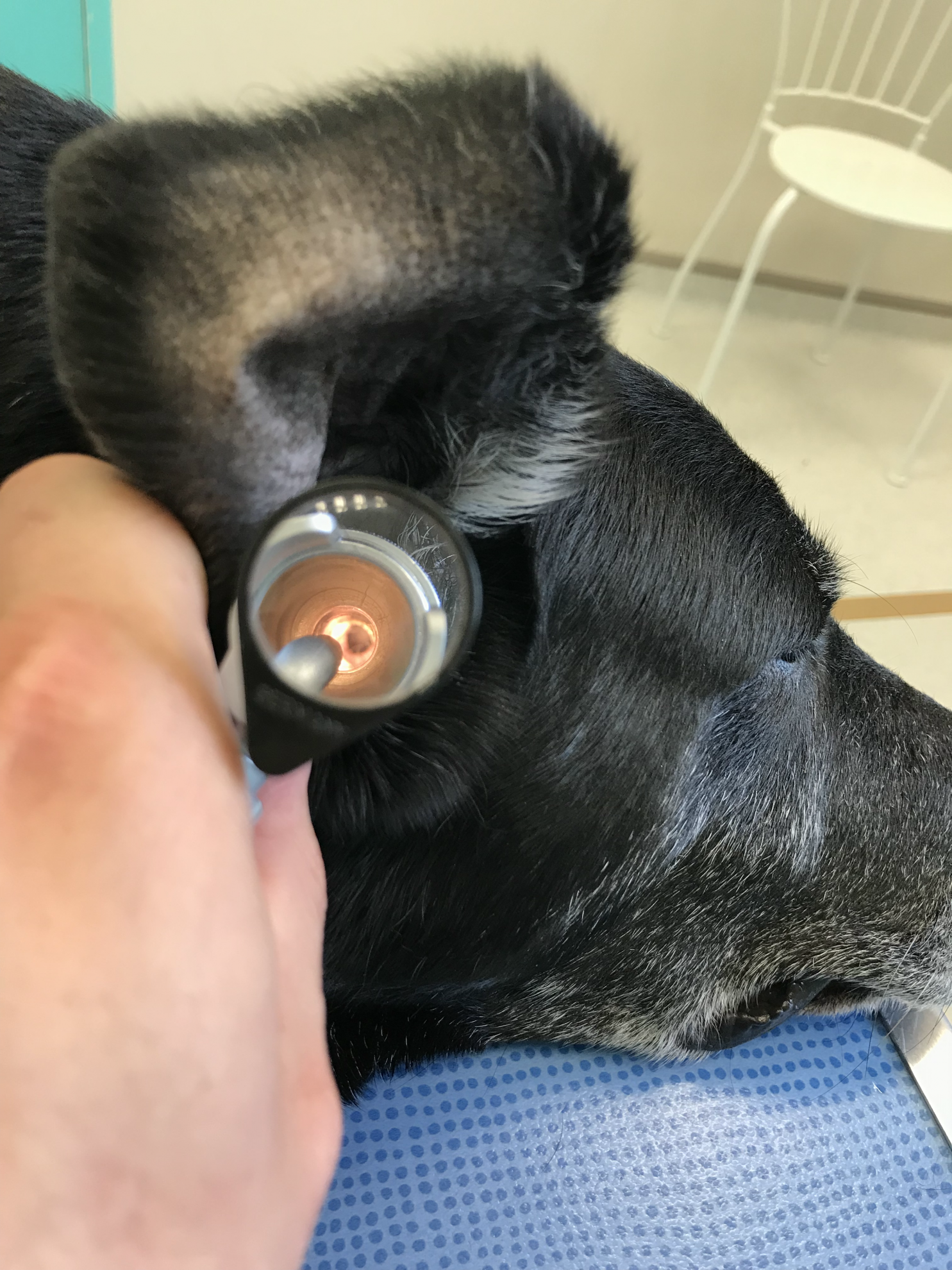 Nettoyer les oreilles de son chien : nos conseils vétérinaires