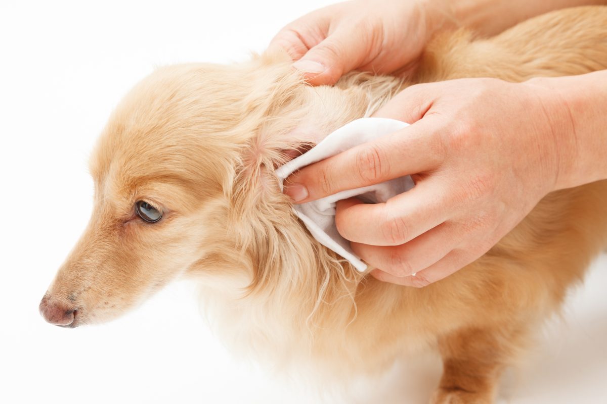 Comment nettoyer les oreilles du chien