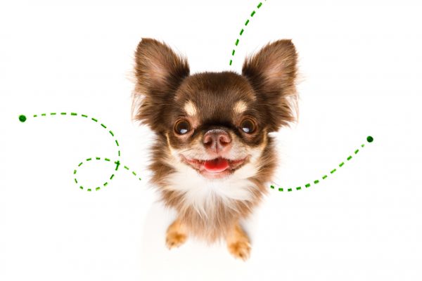 L'hygiène des oreilles du chien : le cérumen - Sonotix