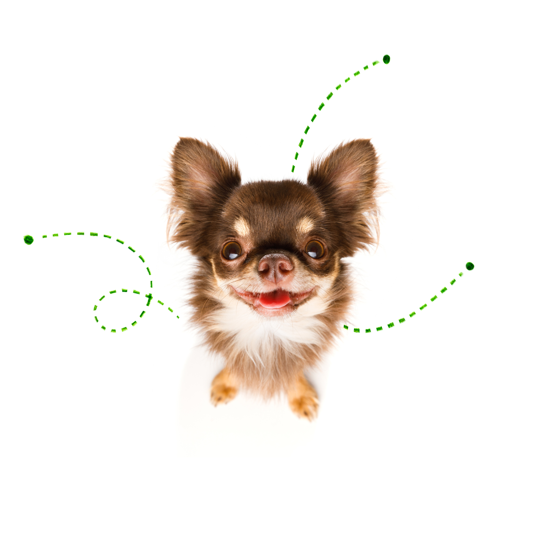 La santé chez le chien : les oreilles sales - Sonotix